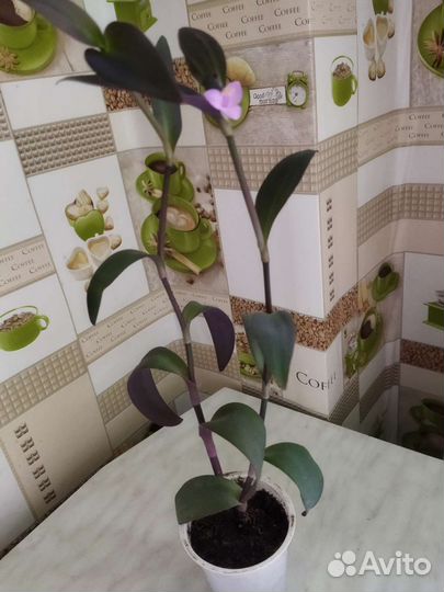 Традисканция фиолетовая