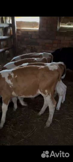 Бычки-телочки симинталки