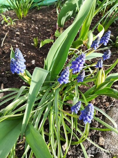 Многолетники