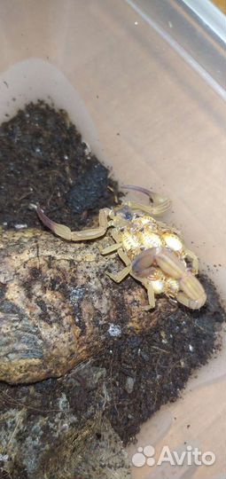 Скорпионы titius stigmurus