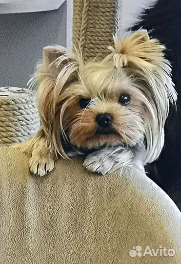 Йоркширский терьер, девочка