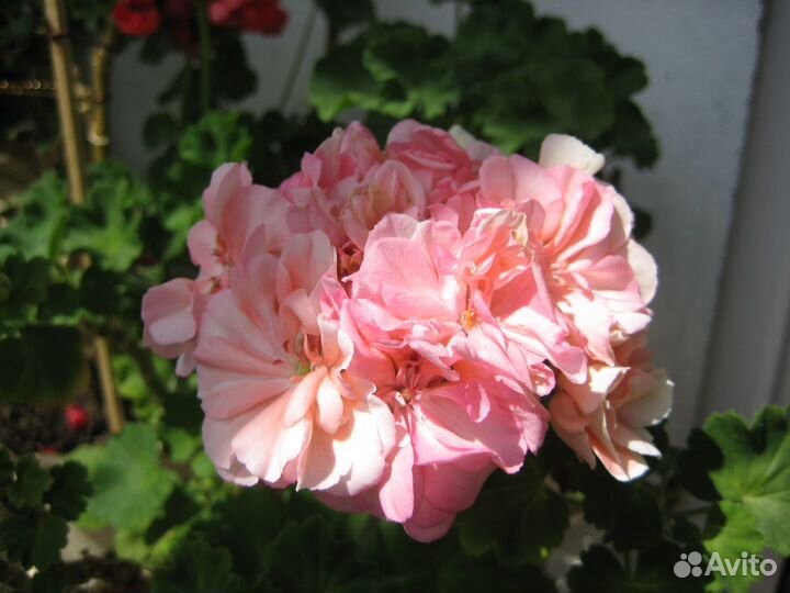 Черенок Пеларгония Ludwigsburger Flair