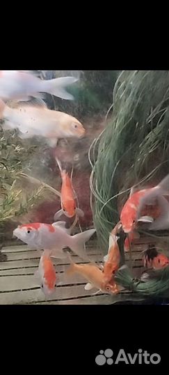 Карп кои 6 см