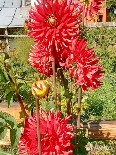 Георгины клубни