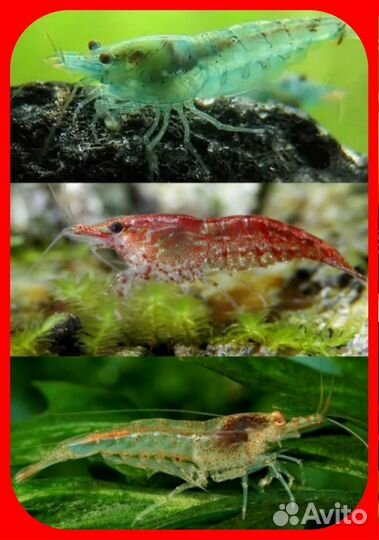 Аквариумные рыбки :гуппи Эндлера, Пецилии,креветки