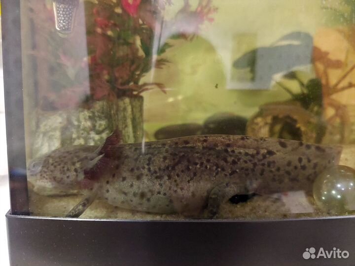 Аксолотль