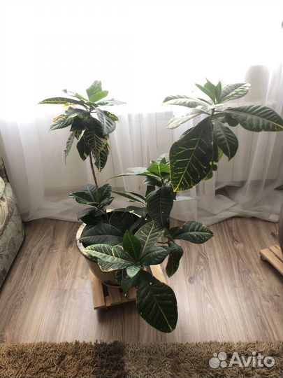 Кодиеум кротон