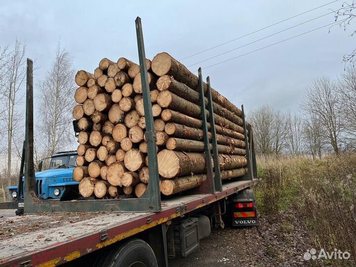 Лес кругляк