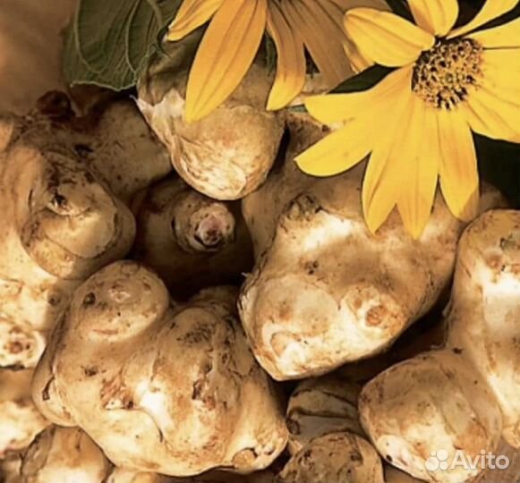 Топинамбур