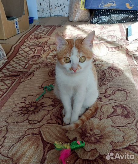 Котенок в добрые руки