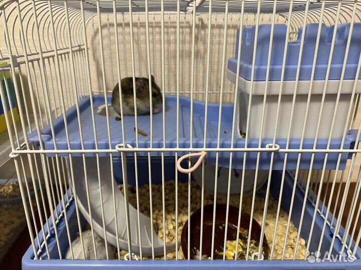 Хомяки джунгарики с новой клеткой