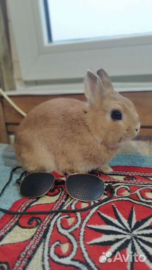 Кролики миниатюрных пород