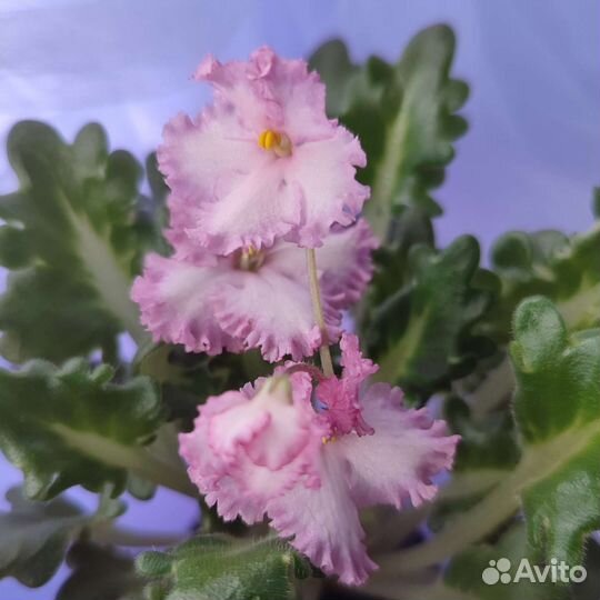 Черенки сортовых фиалок