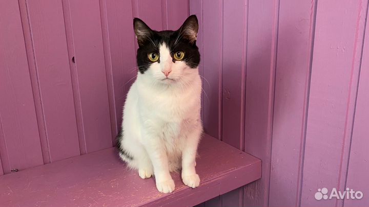 Кошечка Мэй в добрые руки