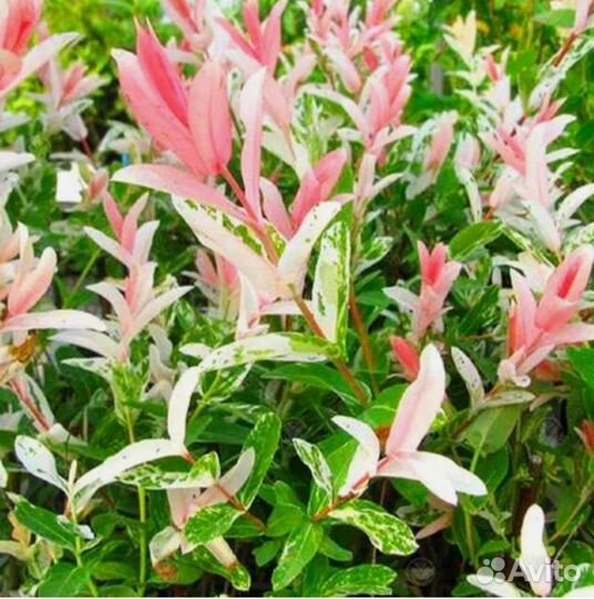 Ива Хакуро Нишики