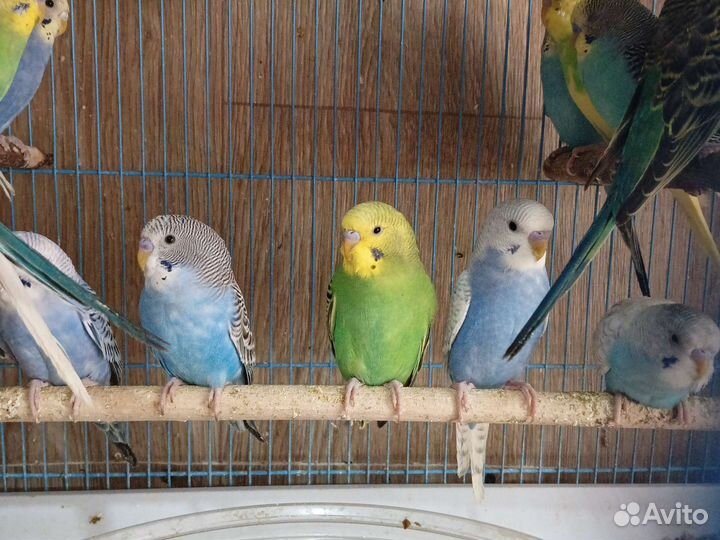 Птенцы и в пару волнистые попугаи