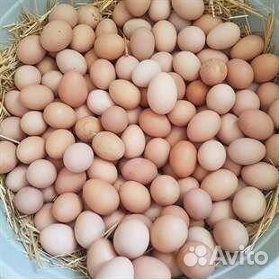 Домашние куриные яйца