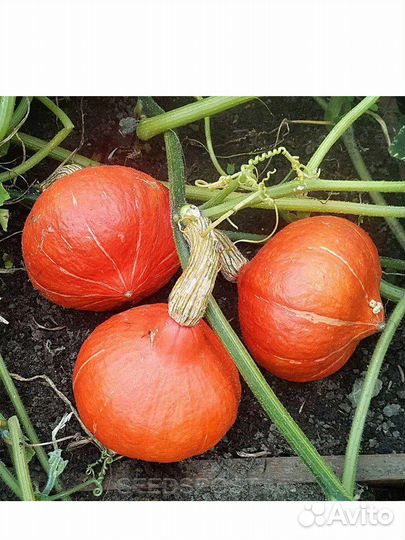 Тыква оранжевая,Матильда и кабачки