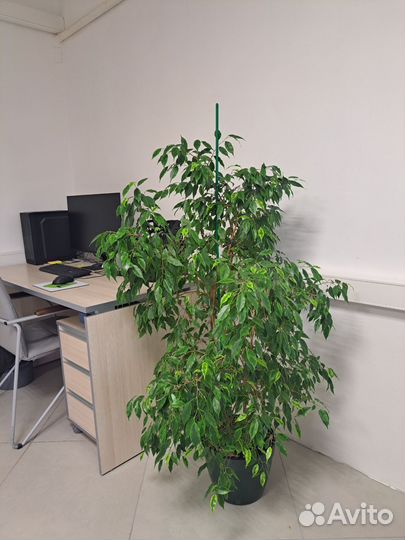 Фикус бенджамина