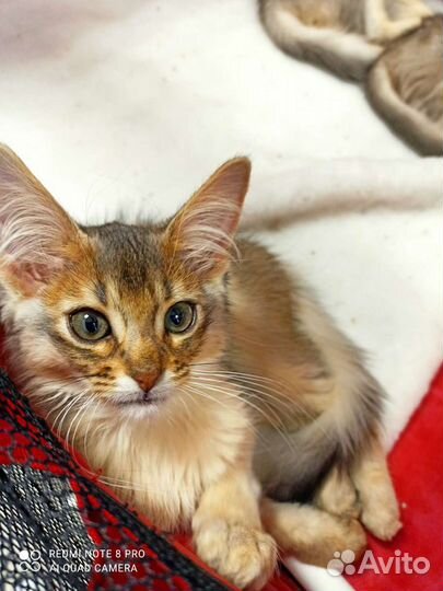 Кошка