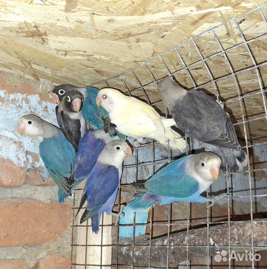 Попугаи неразлучники