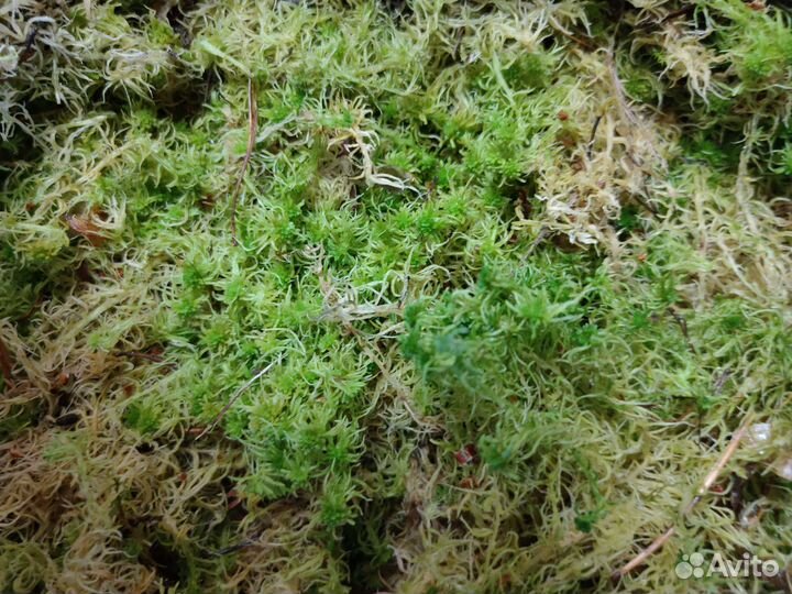 Мох сфагнум живой