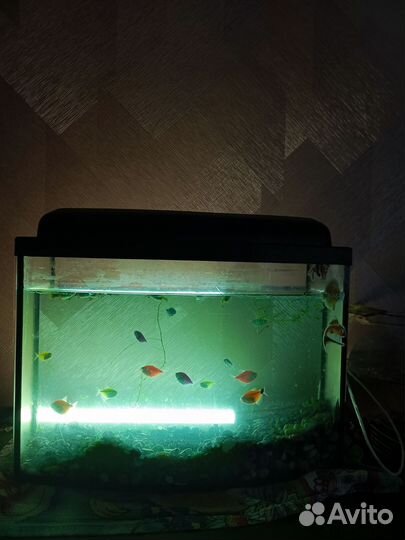 Аквариум