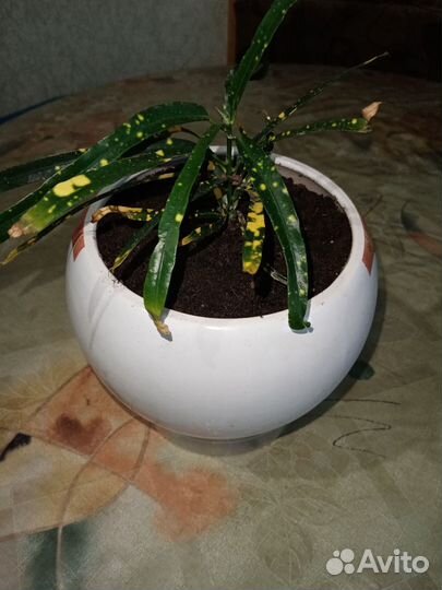 Кротон пятнистый