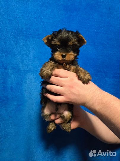 Щенки йоркширский терьер с документами