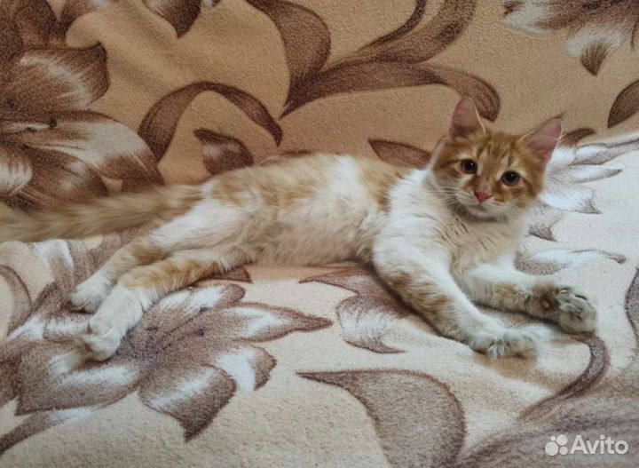 Рыжий котенок в добрые руки