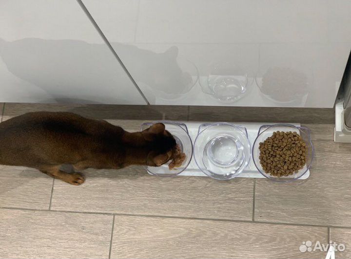 Миски для кошек на подставке