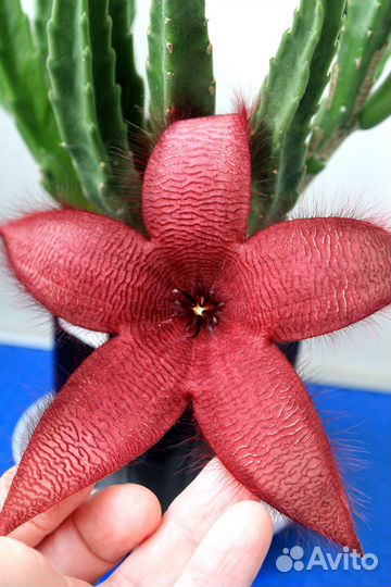 Стапелия крупноцветковая (Stapelia grandiflora)
