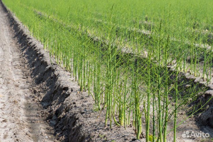 Саженцы спаржи,рассада аспарагус опт