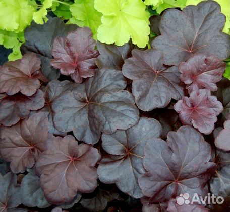 Гейхеры сортовые