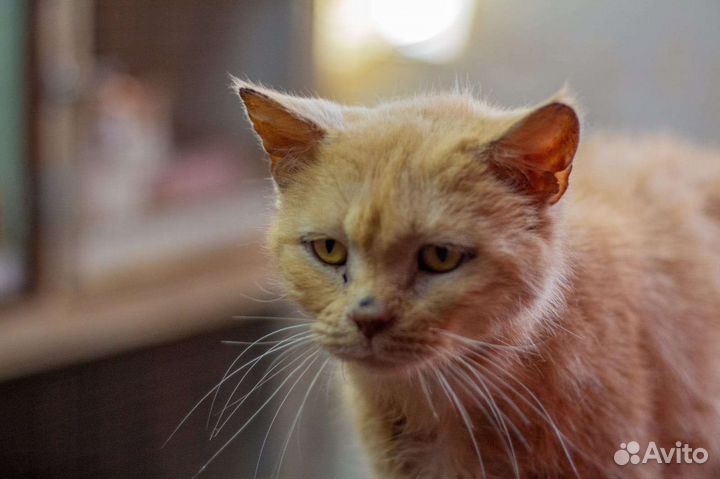 Кот Сеня