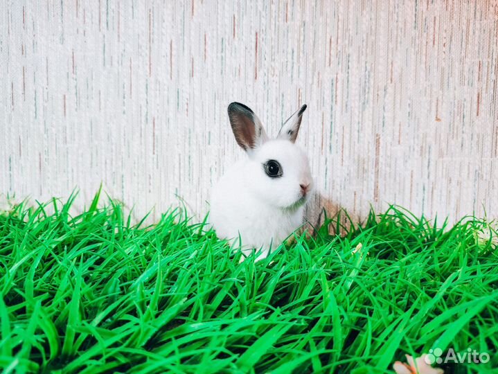Мини Карликовый кролик - гермелин и др. породы