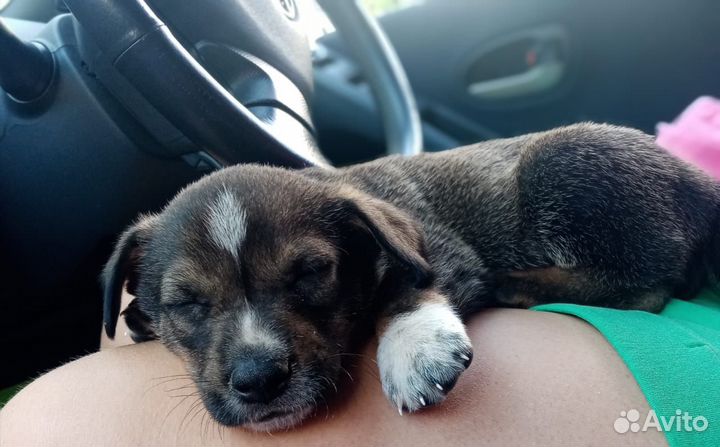 Маленькая собака в добрые руки бесплатно