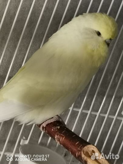 Попугаи ввп чехи