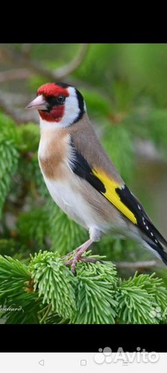 Щегол вместе с клеткой