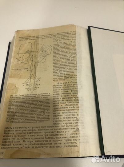 Учебник по анатомии Привес