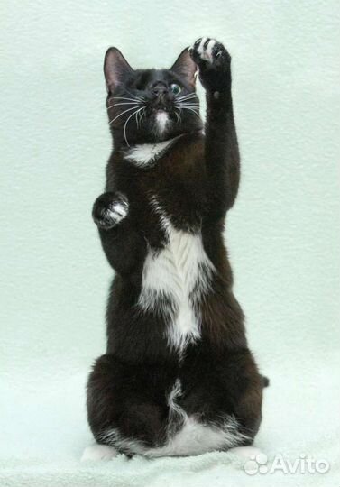 Котик Виталик в добрые руки