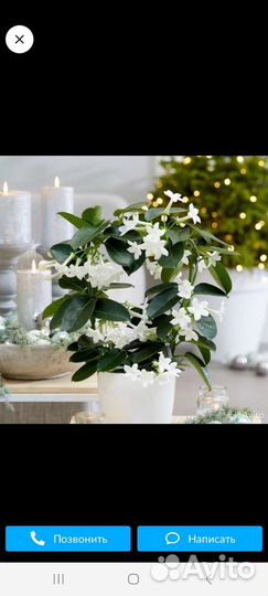 Стефанотис продаваемое растение фото 2