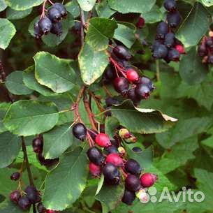 Ирга саженцы