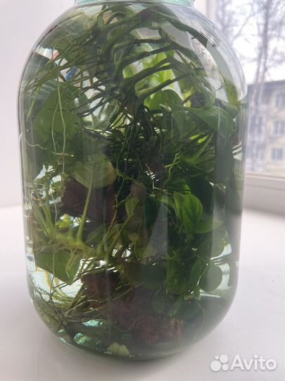 Растения для аквариума