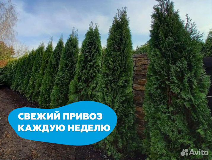 Туя 130 см
