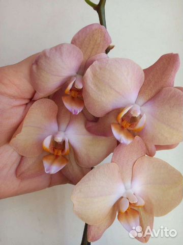 Орхидея фаленопсис Просеко Proceco