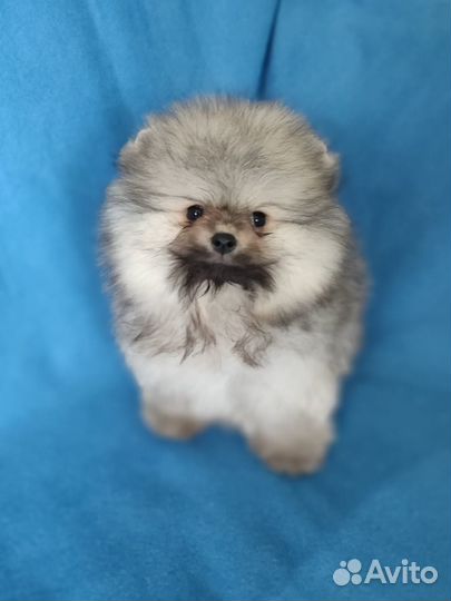 Померанский шпиц