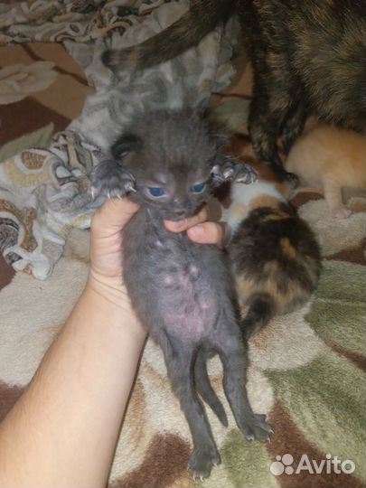Котята в добрые руки, мать крысоловка