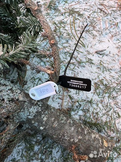 Пихта живая арт 73688217