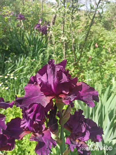 Ирисы бородатые